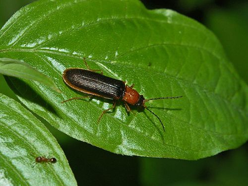 Denticollis linearis